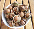 Macadamia seed, butter